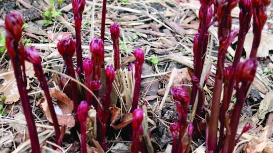 Lower Elkhorn NRD gives its March meeting recap