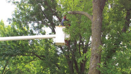 TREES REMOVED AT POOLSIDE PARK