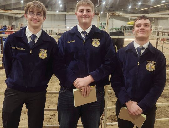 FFA members evaluate livestock at districts