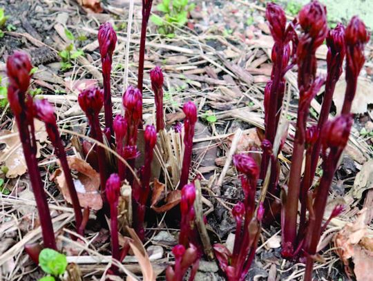 Lower Elkhorn NRD gives its March meeting recap