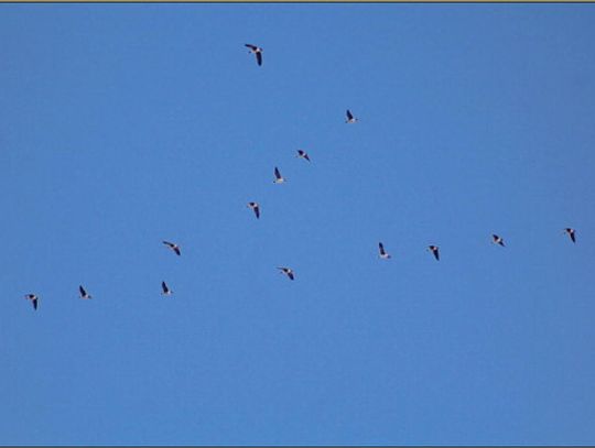 The geese are headed north — was the groundhog right?