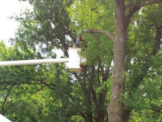 TREES REMOVED AT POOLSIDE PARK