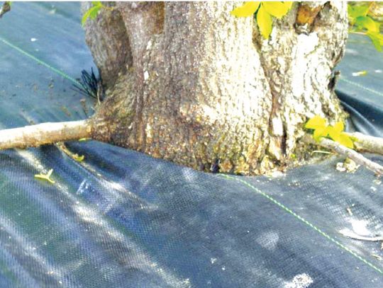 Weed barrier may be choking your trees