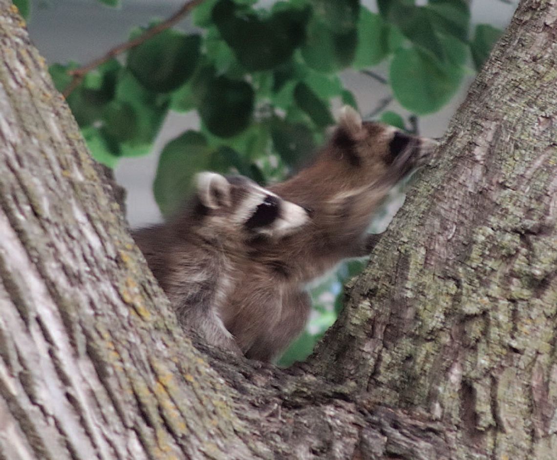 JUST HANGING OUT
