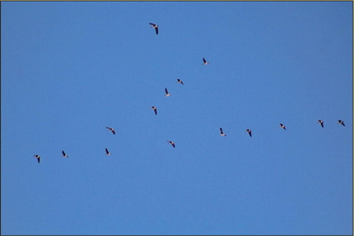 The geese are headed north — was the groundhog right?