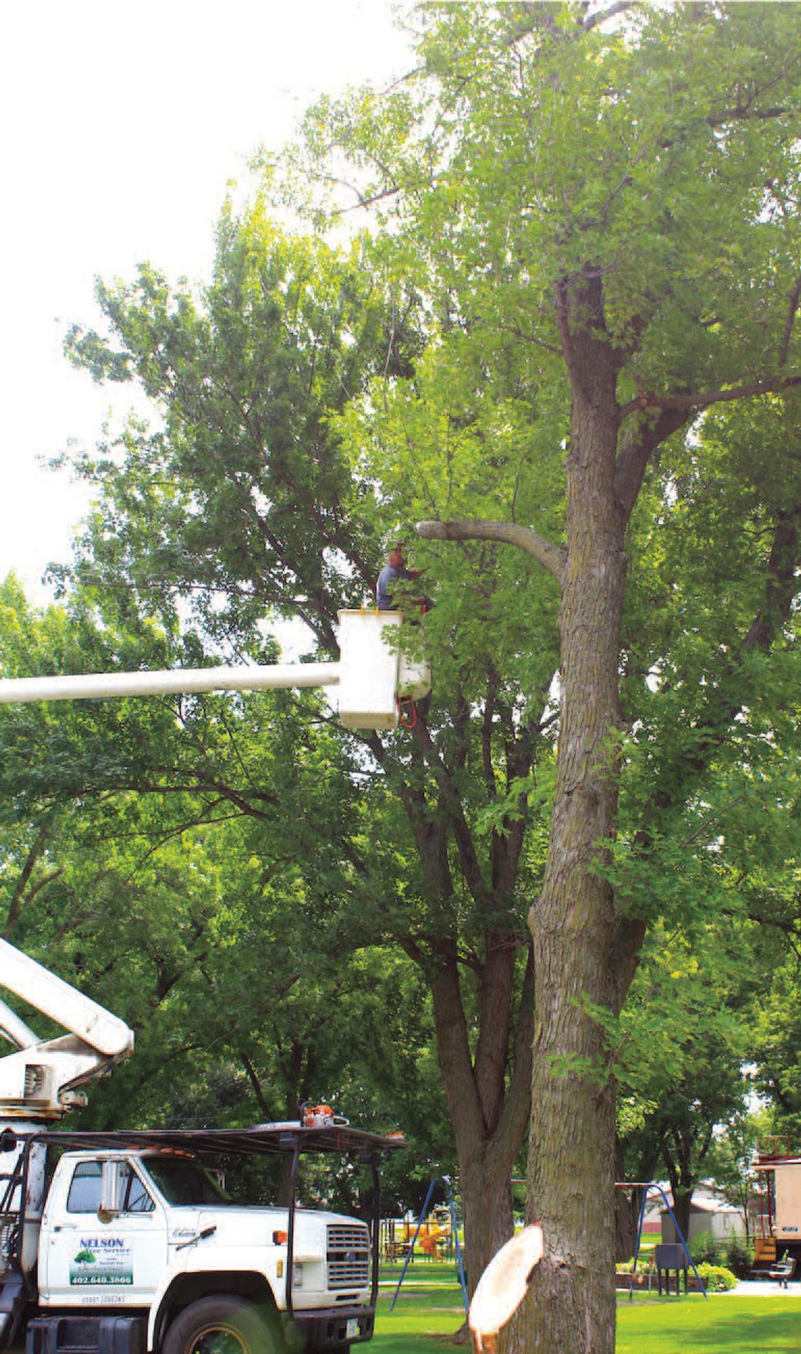TREES REMOVED AT POOLSIDE PARK