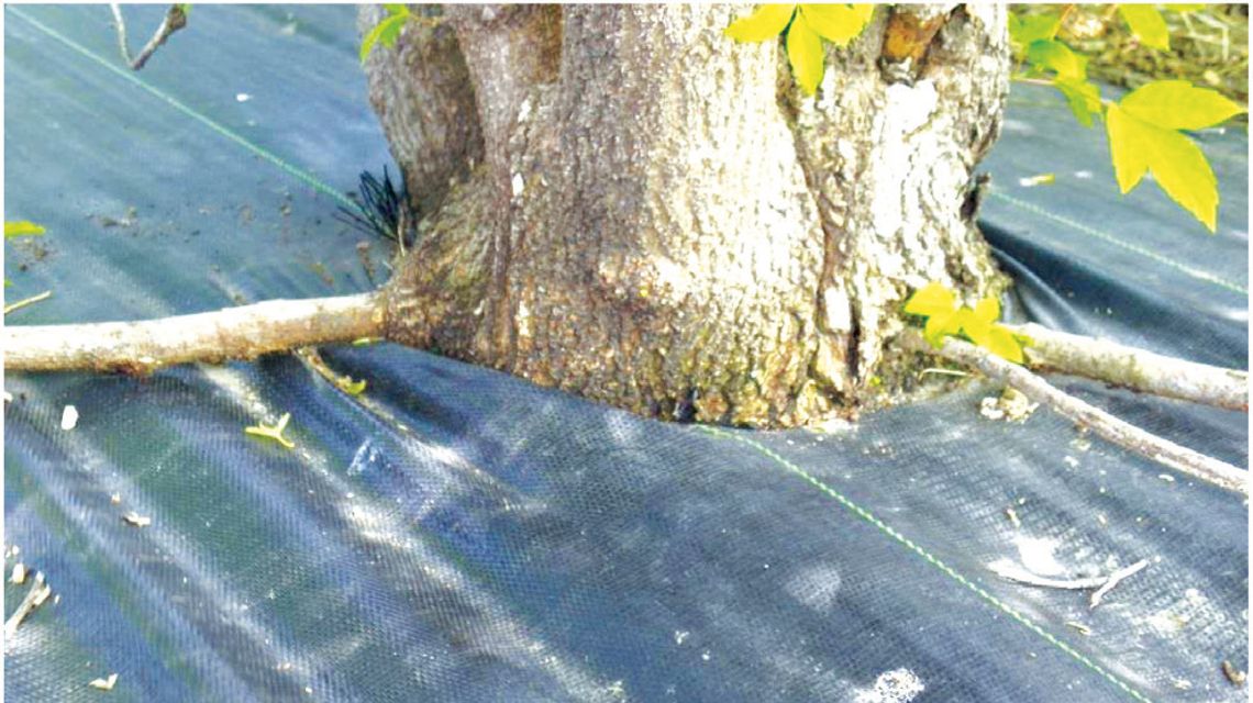 Weed barrier may be choking your trees